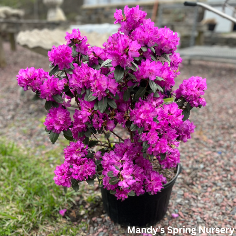 Rhododendron Pjm Elite - View 14 from www redcrocus com
