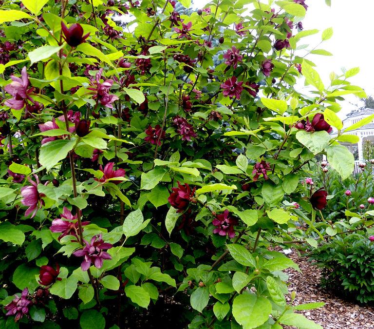 Calycanthus Floridus Aphrodite - View 9 from www redcrocus com