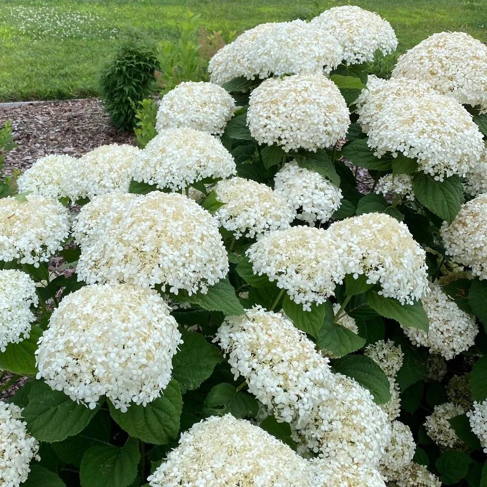 Hydrangea Arborescens 'incrediball Storm Proof' - View 11 from www redcrocus com