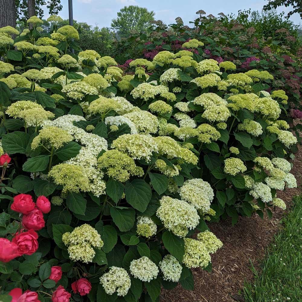Hydrangea Arborescens 'incrediball Storm Proof' - View 13 from www redcrocus com