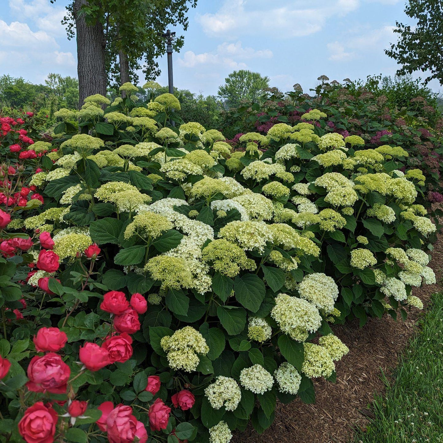 Hydrangea Arborescens 'incrediball Storm Proof' - View 14 from www redcrocus com