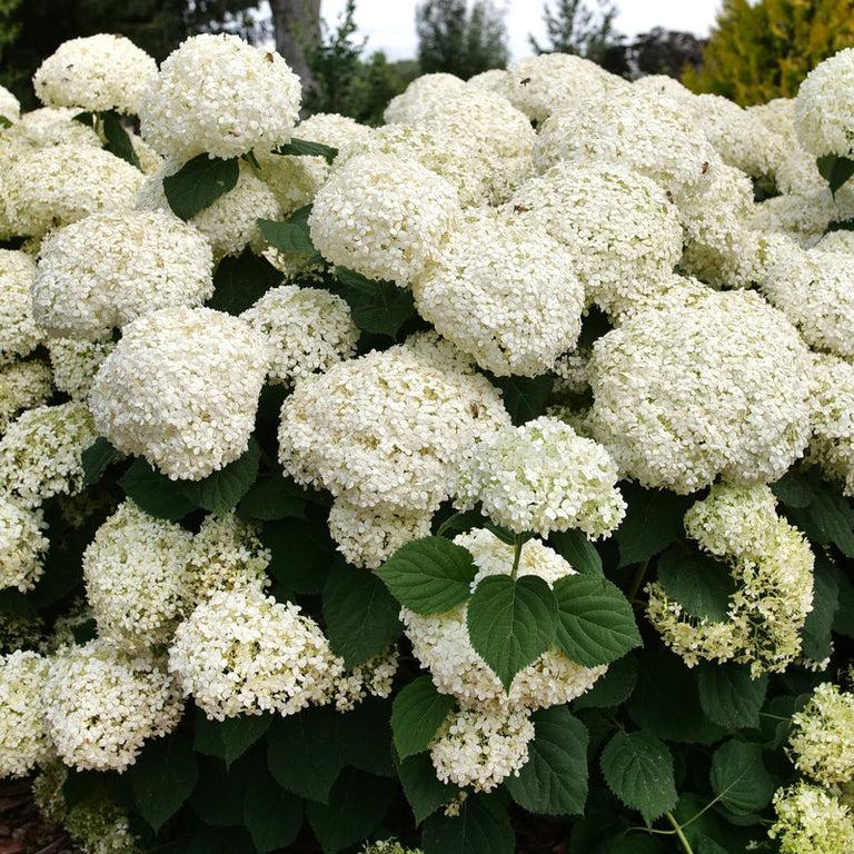 Hydrangea Arborescens 'incrediball Storm Proof' - View 15 from www redcrocus com