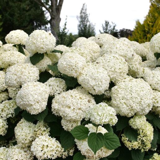 Hydrangea Arborescens 'incrediball Storm Proof' - View 16 from www redcrocus com