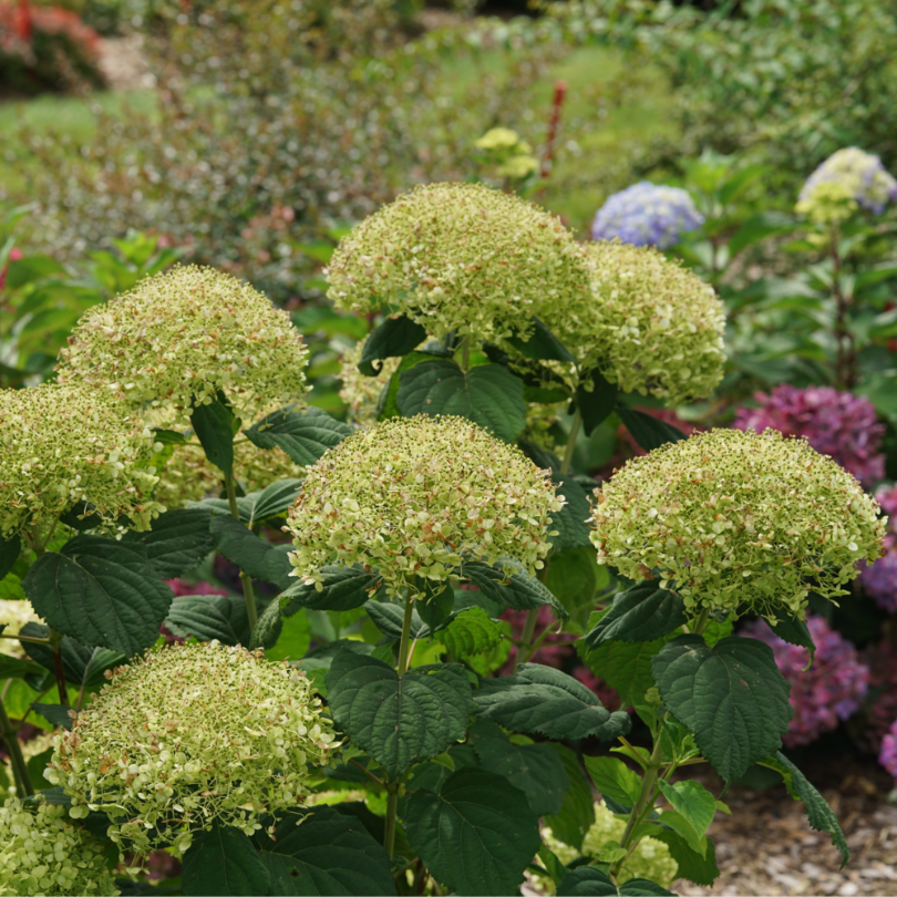 Hydrangea Arborescens 'incrediball Storm Proof' - View 17 from www redcrocus com