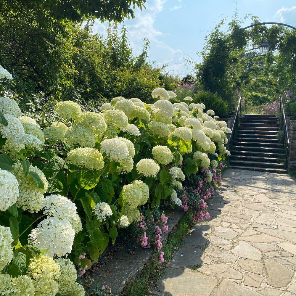 Hydrangea Arborescens 'incrediball Storm Proof' - View 18 from www redcrocus com