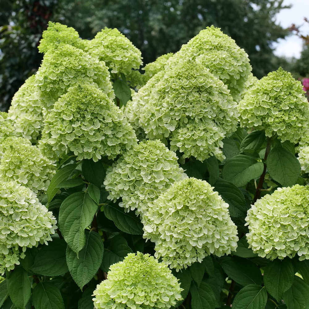 Hydrangea Arborescens 'incrediball Storm Proof' - View 19 from www redcrocus com