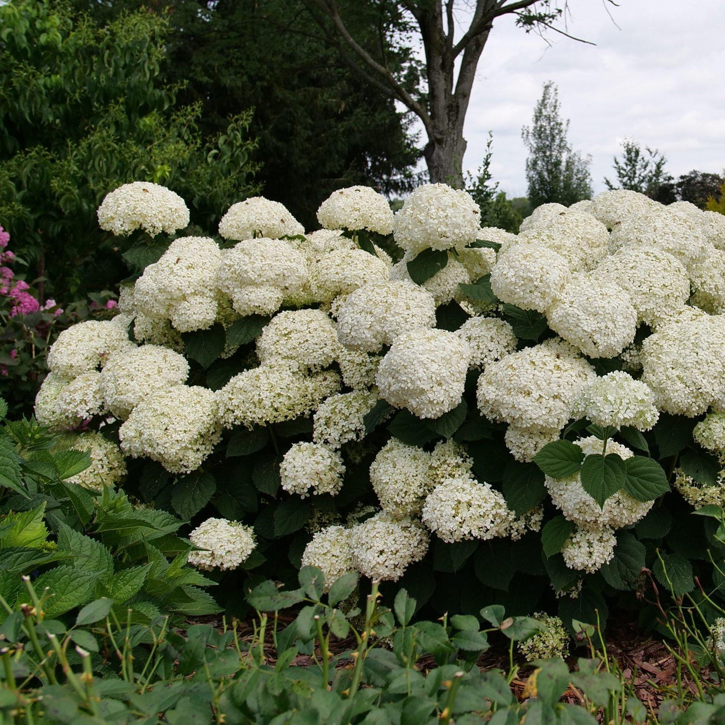 Hydrangea Arborescens 'incrediball Storm Proof' - View 20 from www redcrocus com