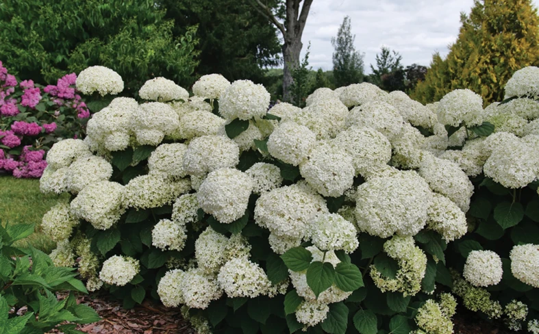 Hydrangea Arborescens 'incrediball Storm Proof' - View 21 from www redcrocus com