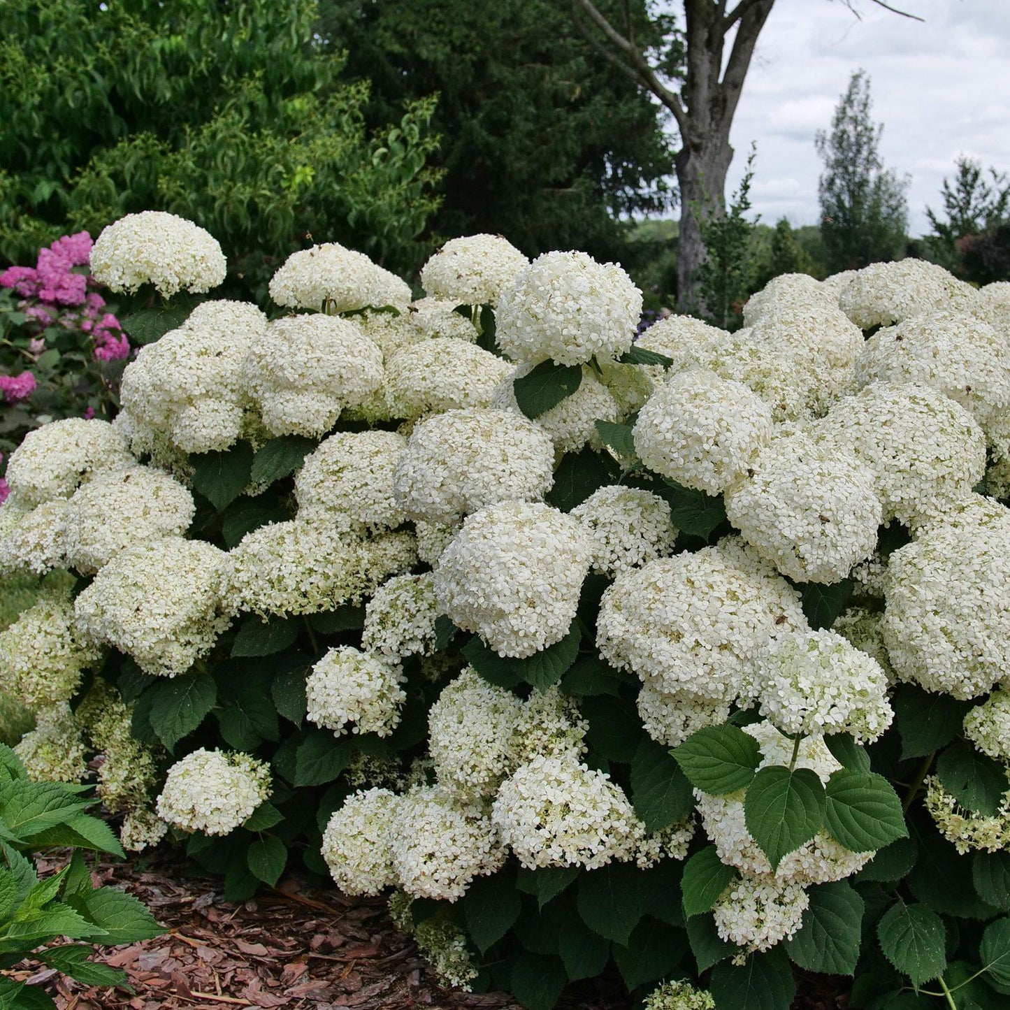 Hydrangea Arborescens 'incrediball Storm Proof' - View 25 from www redcrocus com