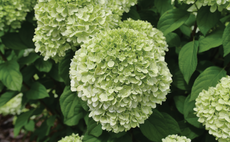 Hydrangea Arborescens 'incrediball Storm Proof' - View 26 from www redcrocus com