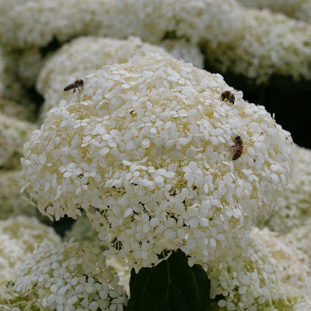 Hydrangea Arborescens 'incrediball Storm Proof' - View 27 from www redcrocus com