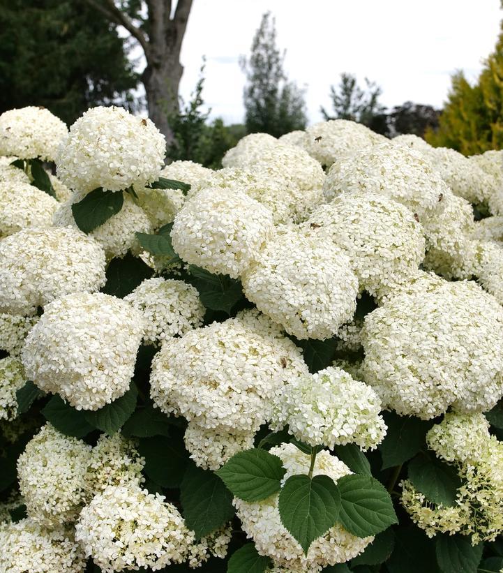 Hydrangea Arborescens 'incrediball Storm Proof' - View 28 from www redcrocus com