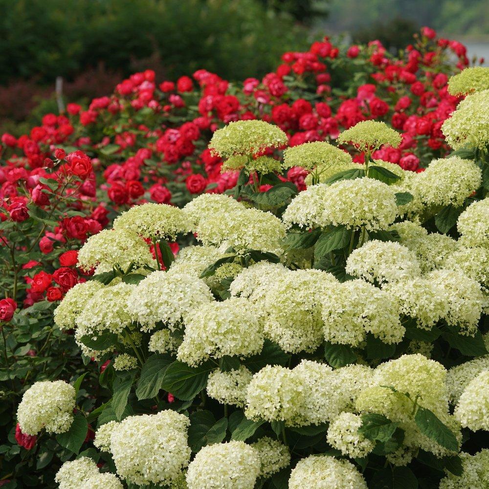 Hydrangea Arborescens 'incrediball Storm Proof' - View 31 from www redcrocus com