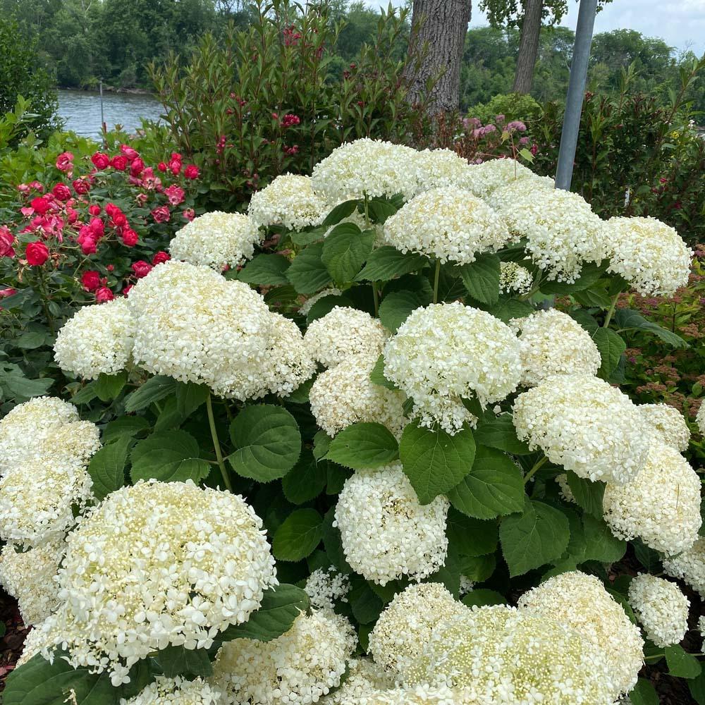 Hydrangea Arborescens 'incrediball Storm Proof' - View 32 from www redcrocus com