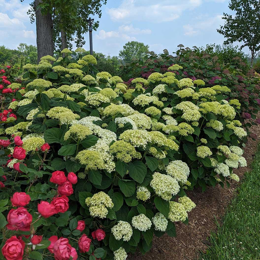 Hydrangea Arborescens 'incrediball Storm Proof' - View 33 from www redcrocus com