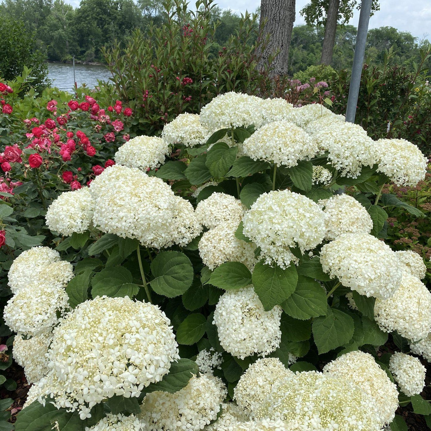 Hydrangea Arborescens 'incrediball Storm Proof' - View 34 from www redcrocus com