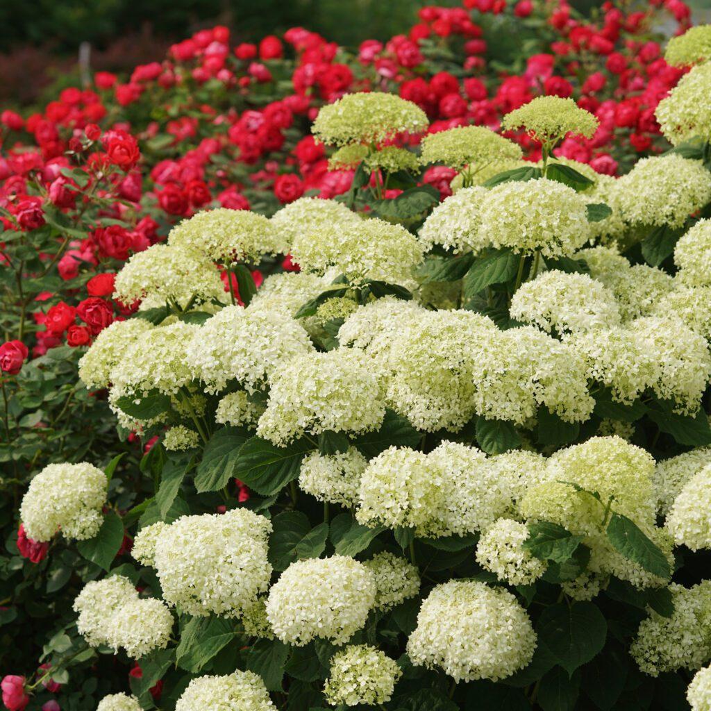 Hydrangea Arborescens 'incrediball Storm Proof' - View 35 from www redcrocus com