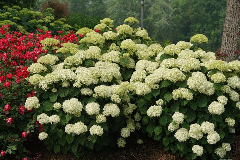 Hydrangea Arborescens 'incrediball Storm Proof' - View 36 from www redcrocus com