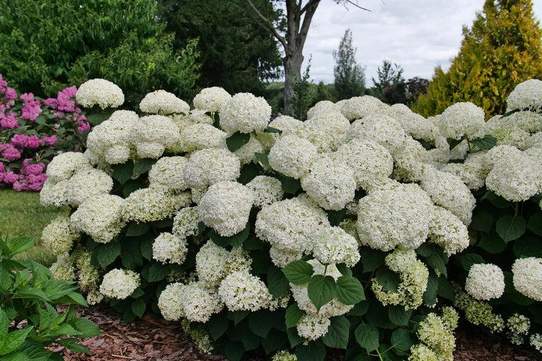 Hydrangea Arborescens 'incrediball Storm Proof' - View 37 from www redcrocus com