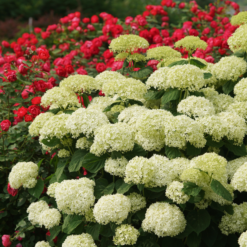 Hydrangea Arborescens 'incrediball Storm Proof' - View 39 from www redcrocus com