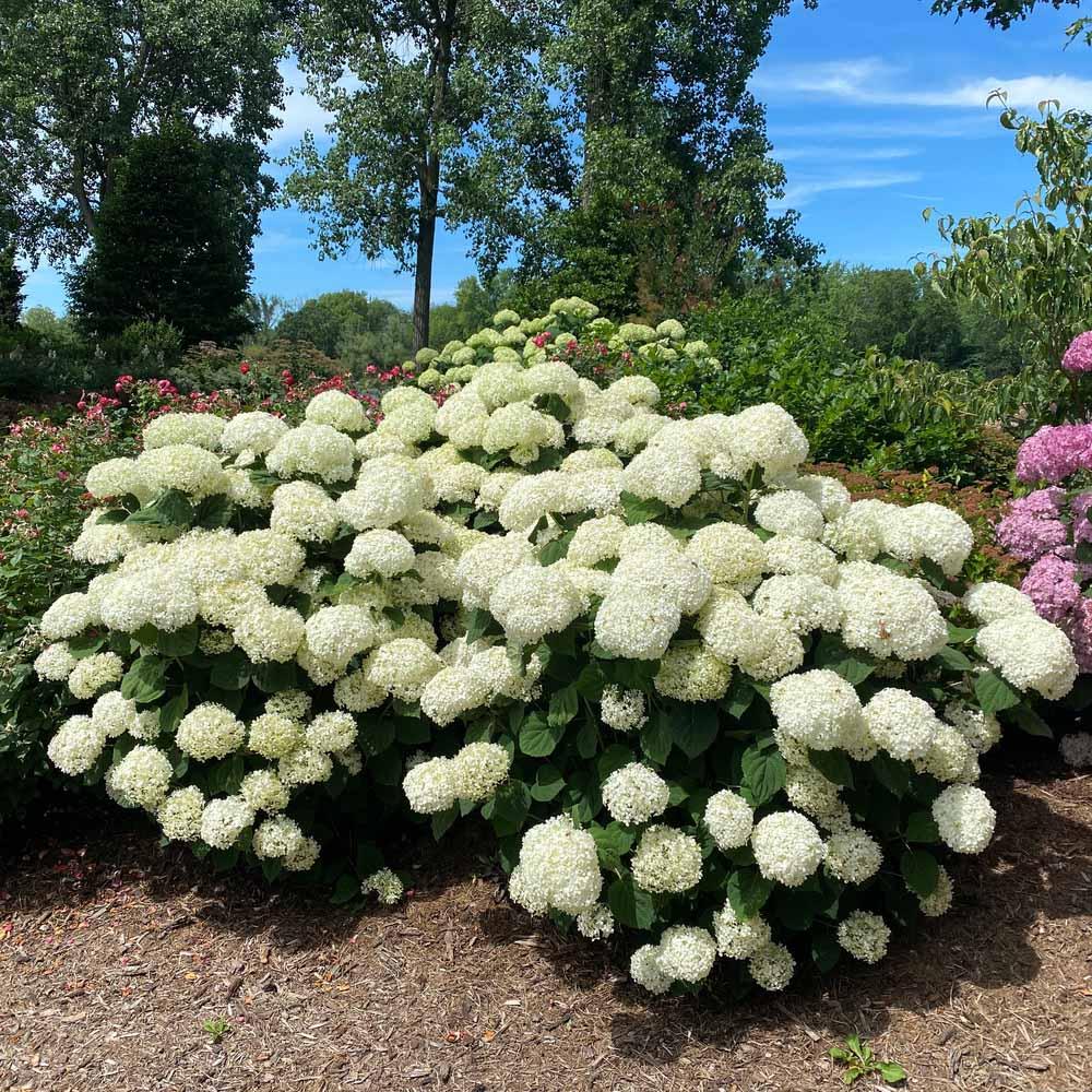 Hydrangea Arborescens 'incrediball Storm Proof' - View 3 from www redcrocus com