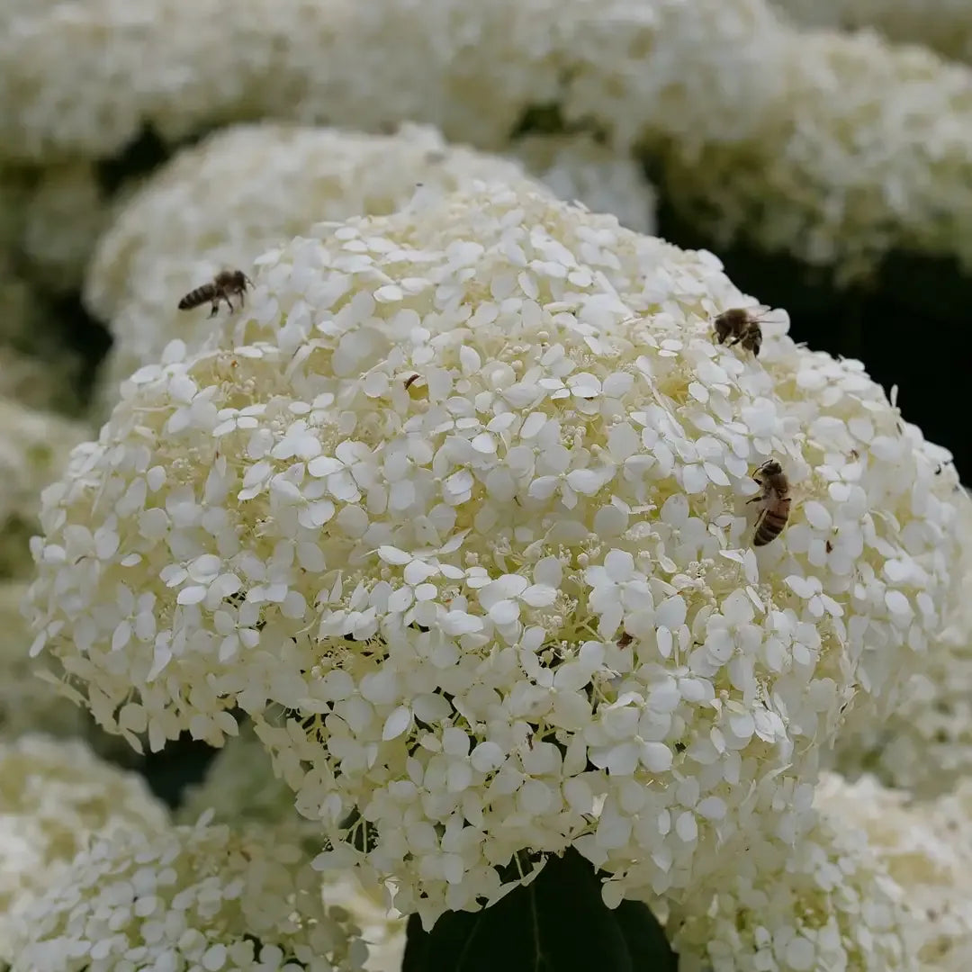 Hydrangea Arborescens 'incrediball Storm Proof' - View 4 from www redcrocus com
