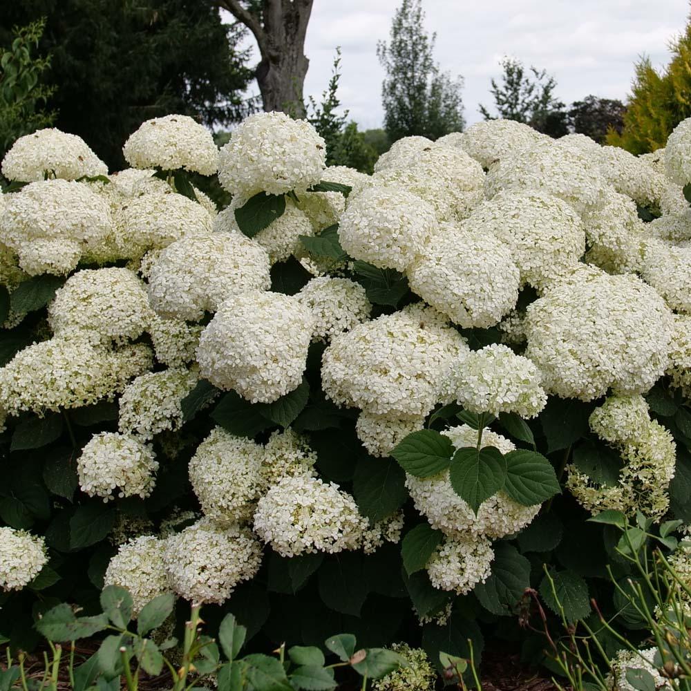 Hydrangea Arborescens 'incrediball Storm Proof' - View 5 from www redcrocus com