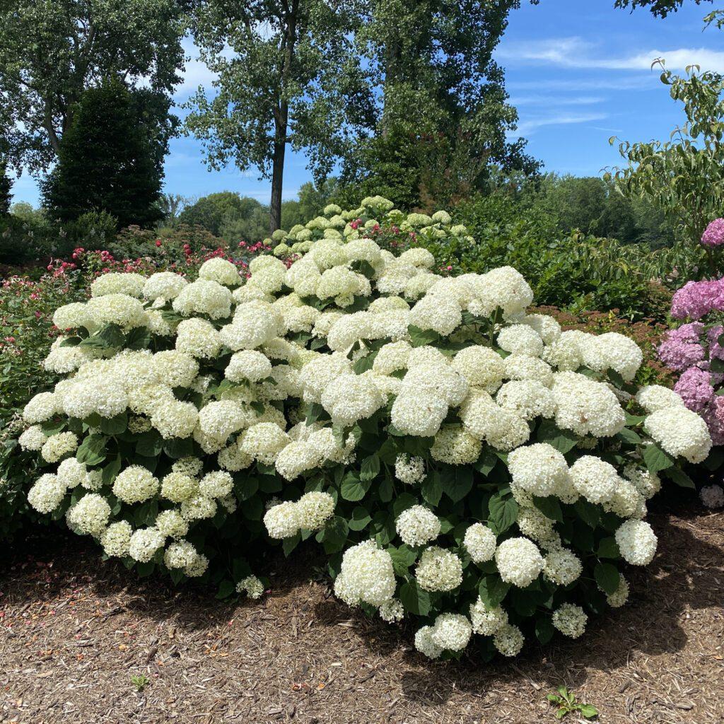 Hydrangea Arborescens 'incrediball Storm Proof' - View 6 from www redcrocus com