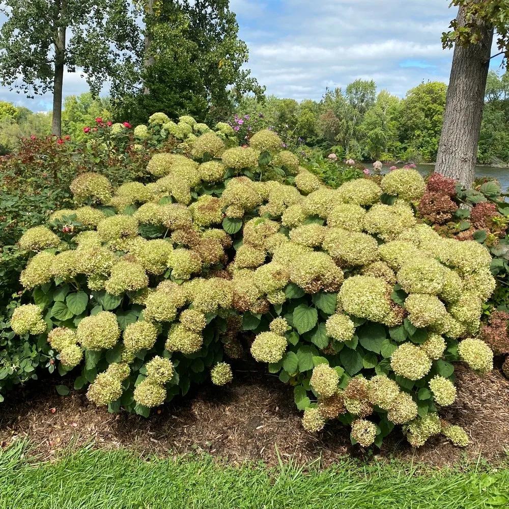 Hydrangea Arborescens 'incrediball Storm Proof' - View 7 from www redcrocus com
