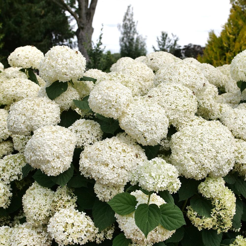 Hydrangea Arborescens 'incrediball Storm Proof' - View 8 from www redcrocus com