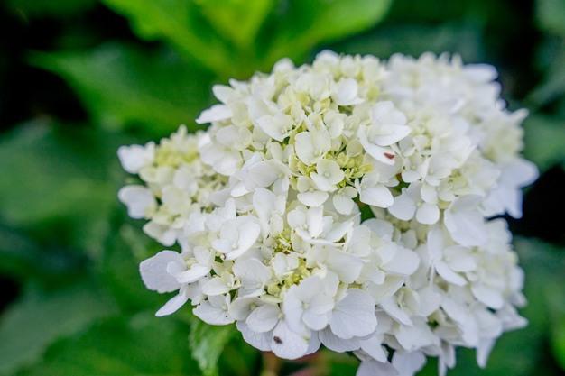 Hydrangea Macrophylla 'dreamcloud' - View 10 from www redcrocus com