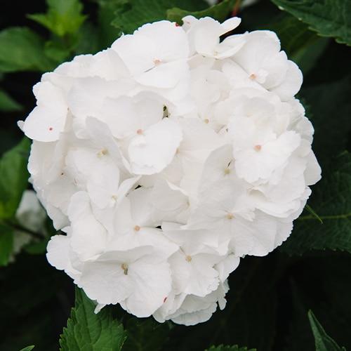 Hydrangea Macrophylla 'dreamcloud' - View 11 from www redcrocus com