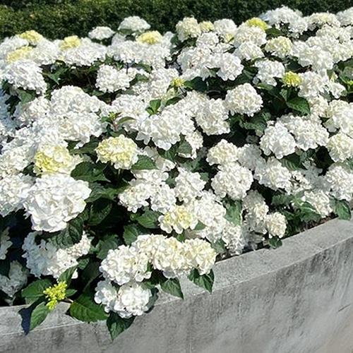 Hydrangea Macrophylla 'dreamcloud' - View 12 from www redcrocus com