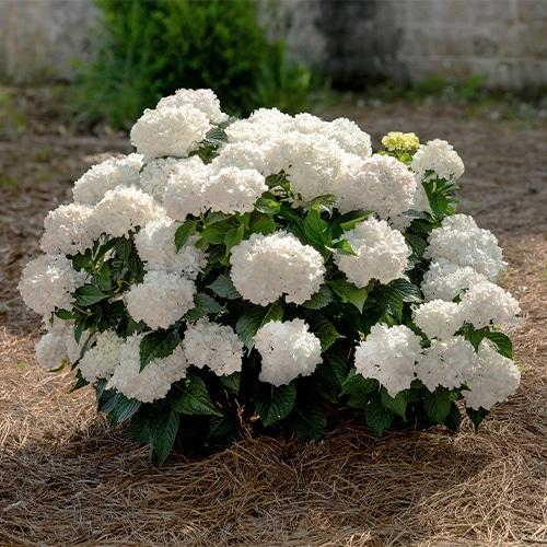 Hydrangea Macrophylla 'dreamcloud' - View 13 from www redcrocus com