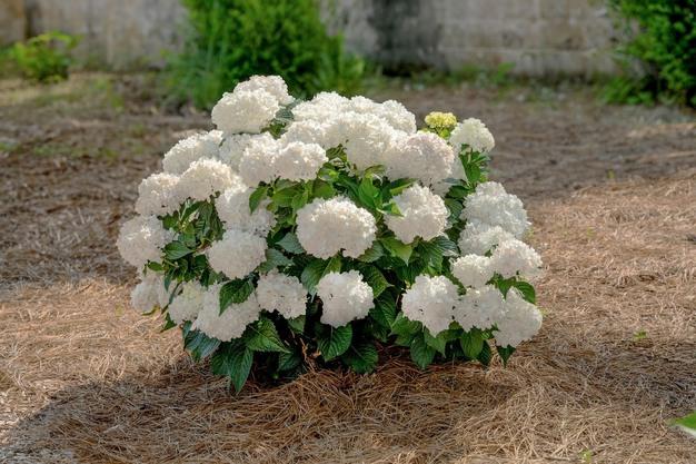 Hydrangea Macrophylla 'dreamcloud' - View 16 from www redcrocus com