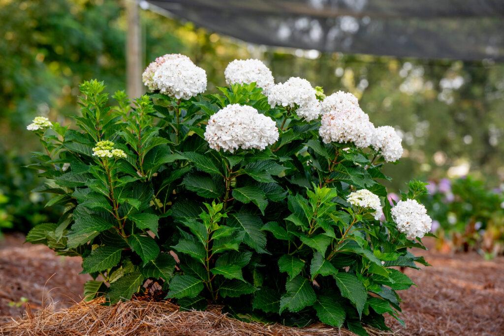 Hydrangea Macrophylla 'dreamcloud' - View 18 from www redcrocus com