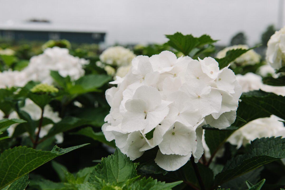Hydrangea Macrophylla 'dreamcloud' - View 23 from www redcrocus com