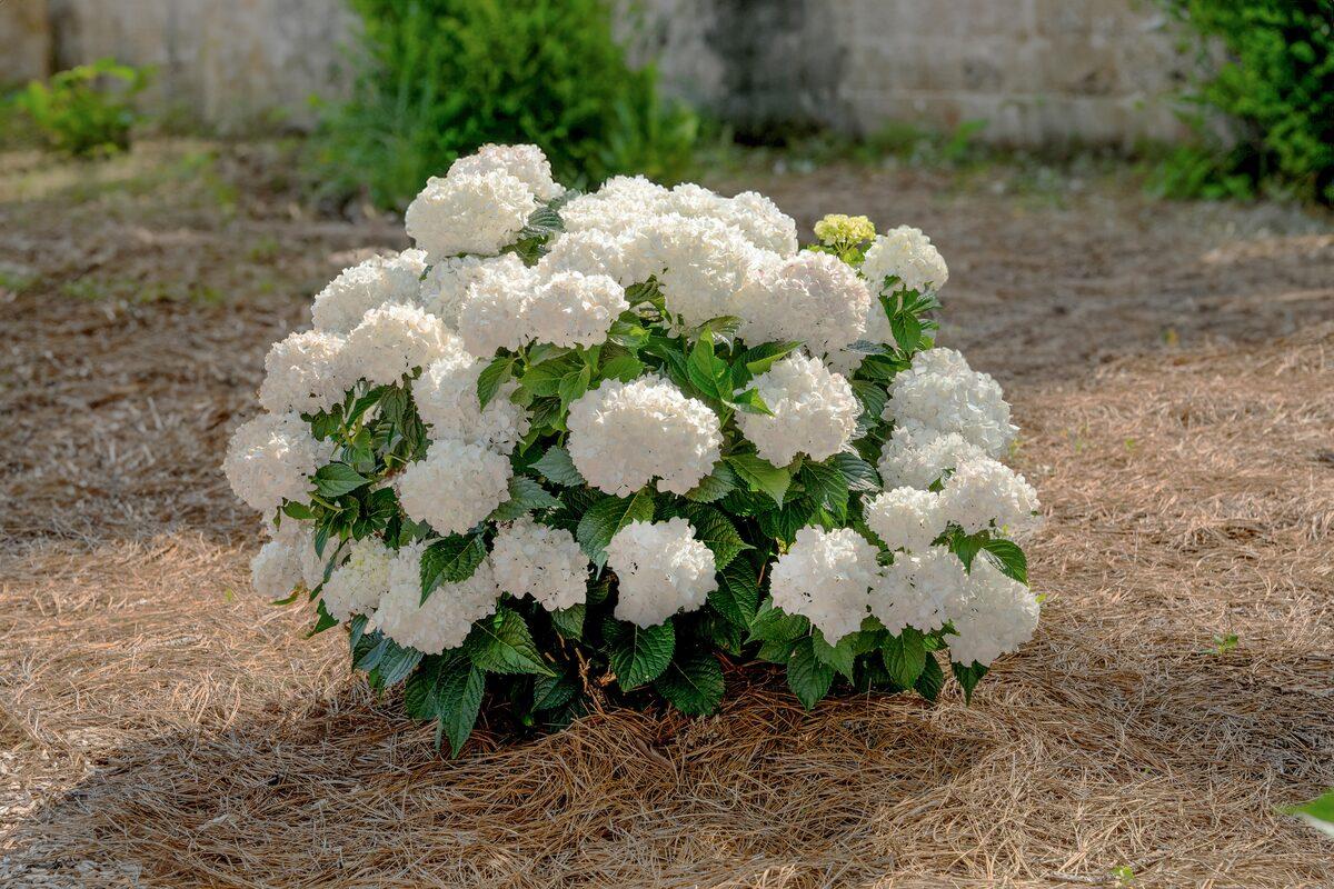 Hydrangea Macrophylla 'dreamcloud' - View 24 from www redcrocus com