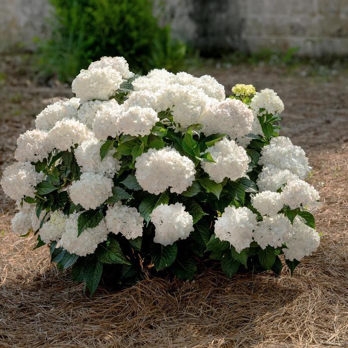 Hydrangea Macrophylla 'dreamcloud' - View 3 from www redcrocus com