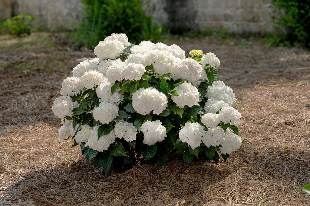 Hydrangea Macrophylla 'dreamcloud' - View 4 from www redcrocus com