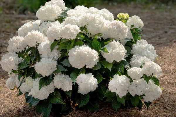 Hydrangea Macrophylla 'dreamcloud' - View 6 from www redcrocus com