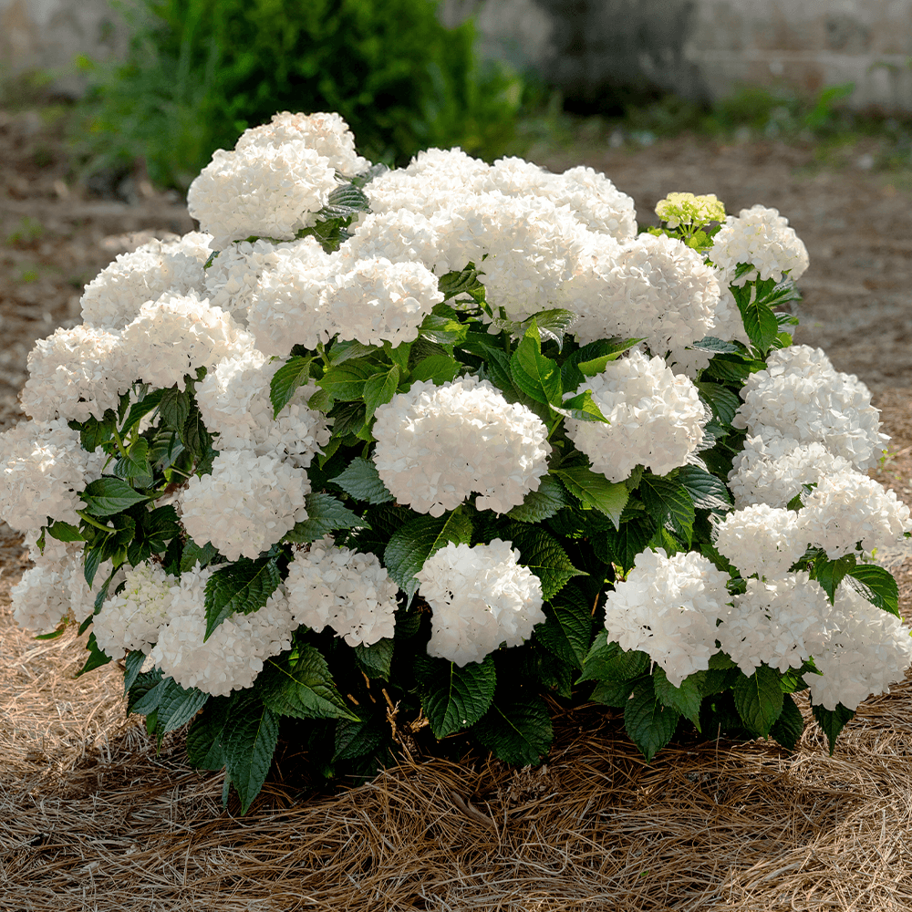 Hydrangea Macrophylla 'dreamcloud' - View 9 from www redcrocus com
