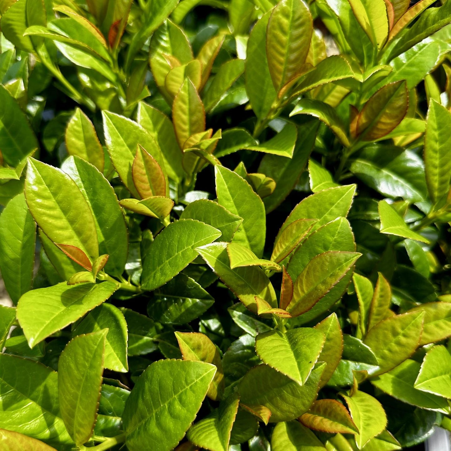 Prunus Laurocerasus 'volcano' - View 10 from www redcrocus com