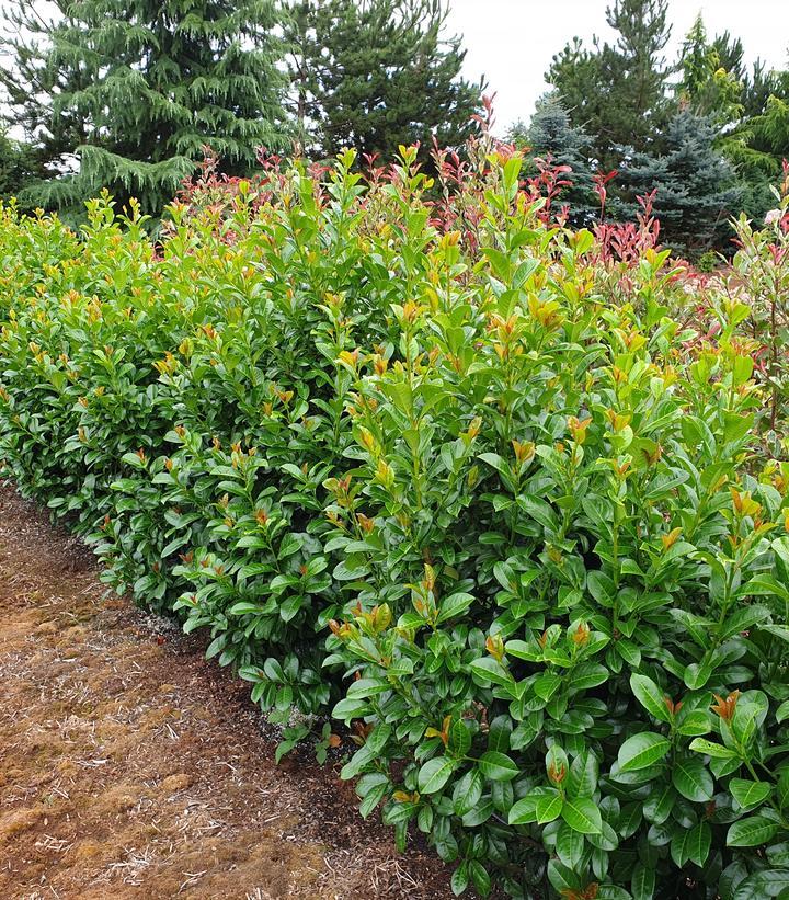 Prunus Laurocerasus 'volcano' - View 14 from www redcrocus com