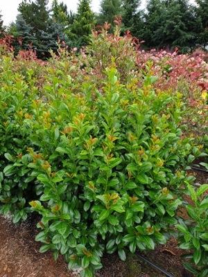 Prunus Laurocerasus 'volcano' - View 15 from www redcrocus com
