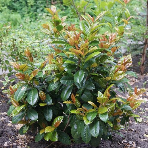 Prunus Laurocerasus 'volcano' - View 16 from www redcrocus com
