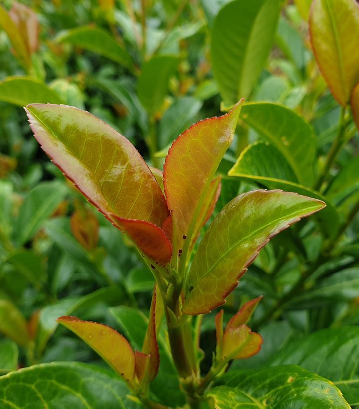 Prunus Laurocerasus 'volcano' - View 17 from www redcrocus com