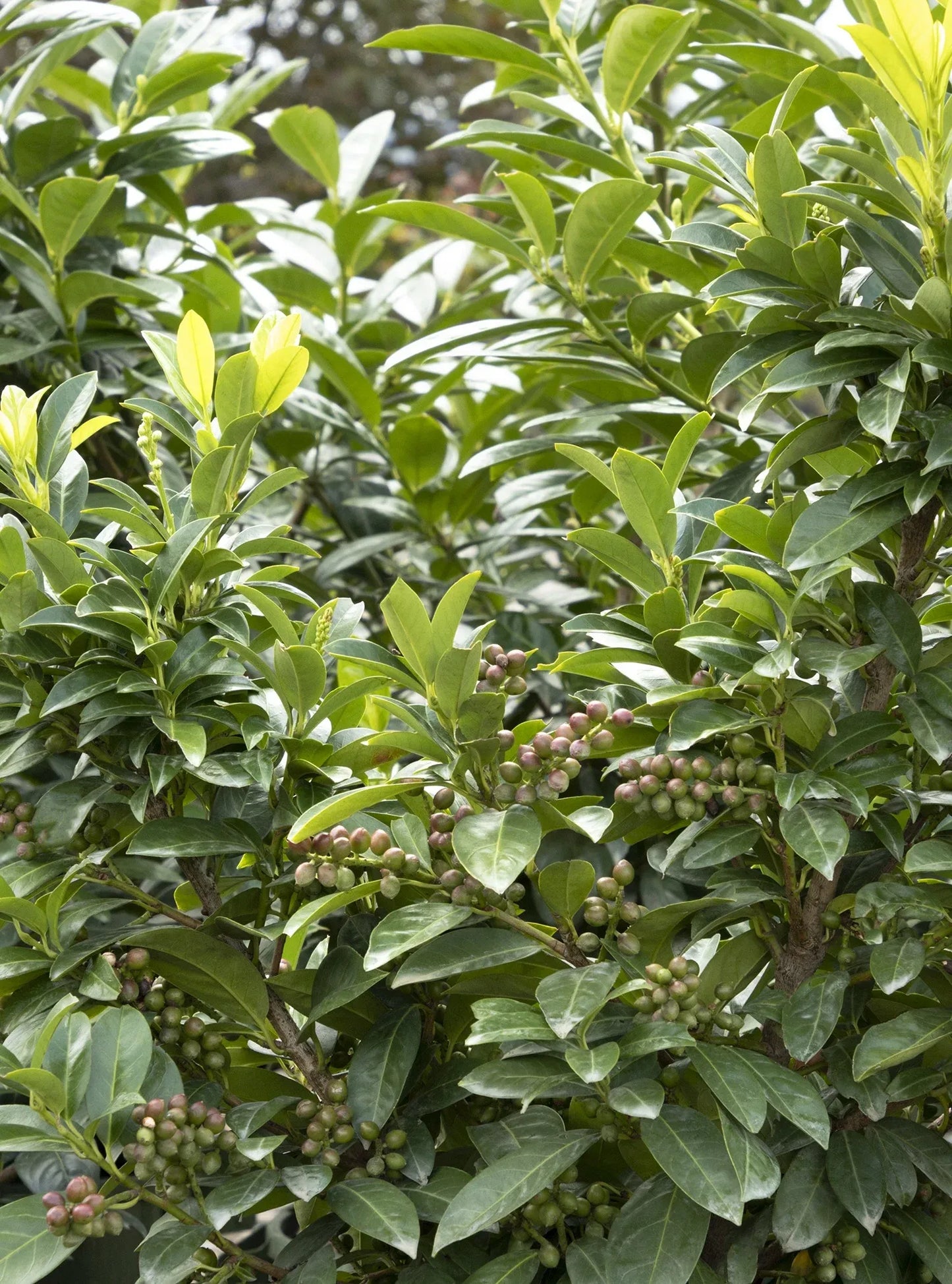 Prunus Laurocerasus 'volcano' - View 25 from www redcrocus com