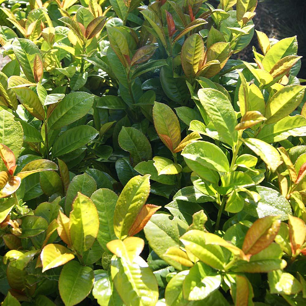 Prunus Laurocerasus 'volcano' - View 32 from www redcrocus com