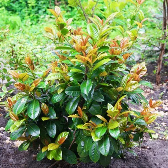 Prunus Laurocerasus 'volcano' - View 33 from www redcrocus com